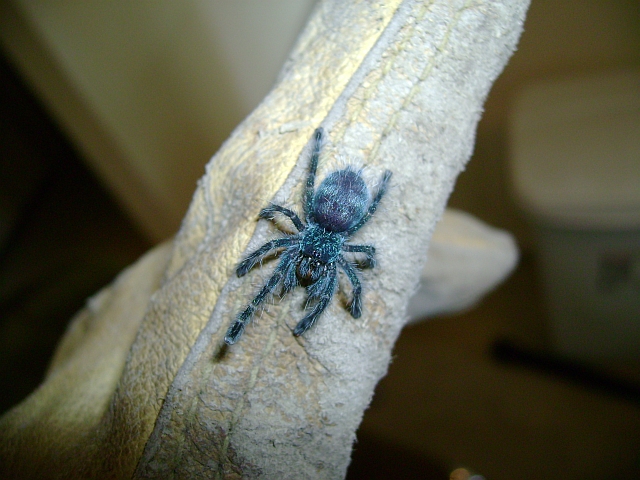 A. versicolor