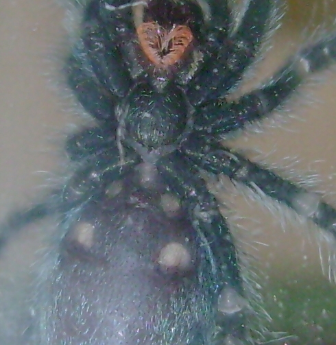 A. versicolor