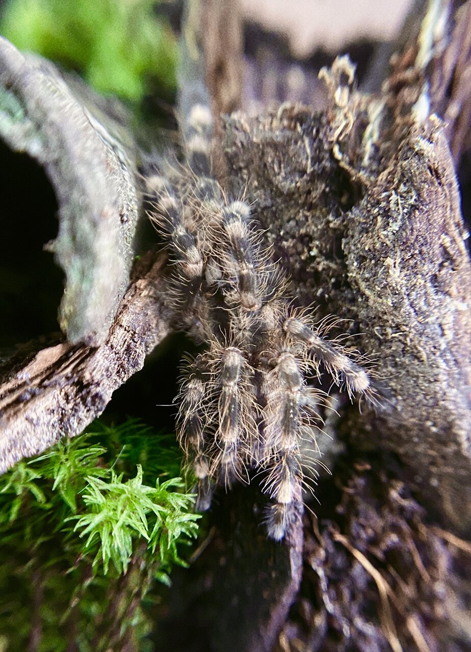 A very very shy P. subfusca Highland sling/juvenile