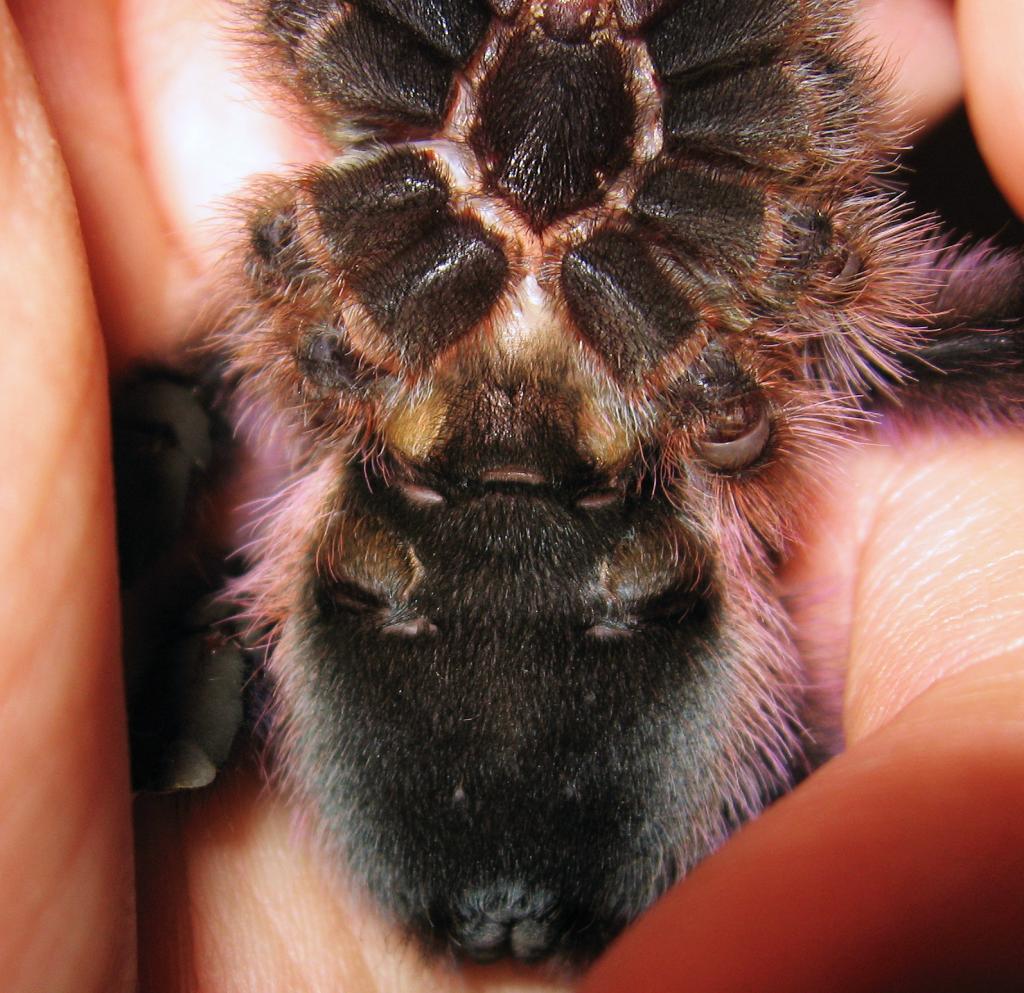 A. Vresicolor #2 female or male ?