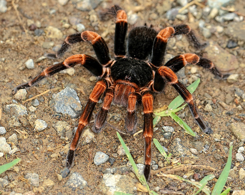 Abdomegaphobema sp. Mesomelas..