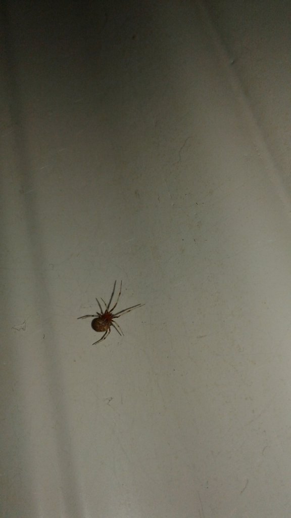 About 1/4 CM Brown Widow