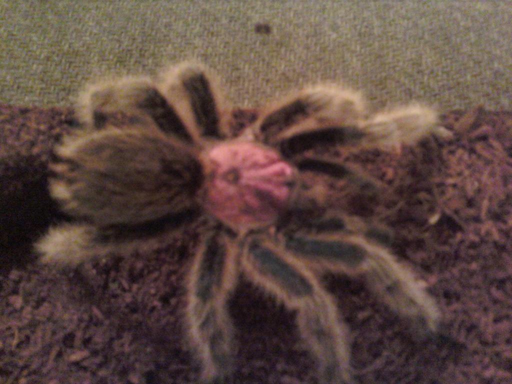 About Two Weeks After Molt ... She Looks Pretty Pink