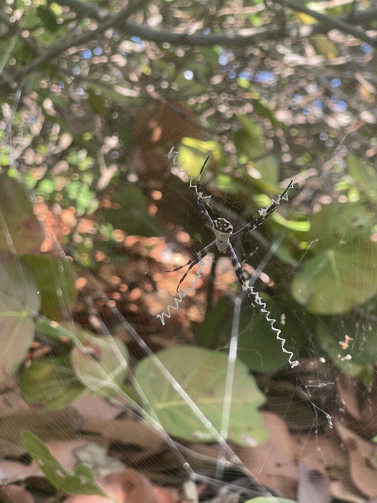 Absolute stunner of an Argiope Florida I found on a trip last month.