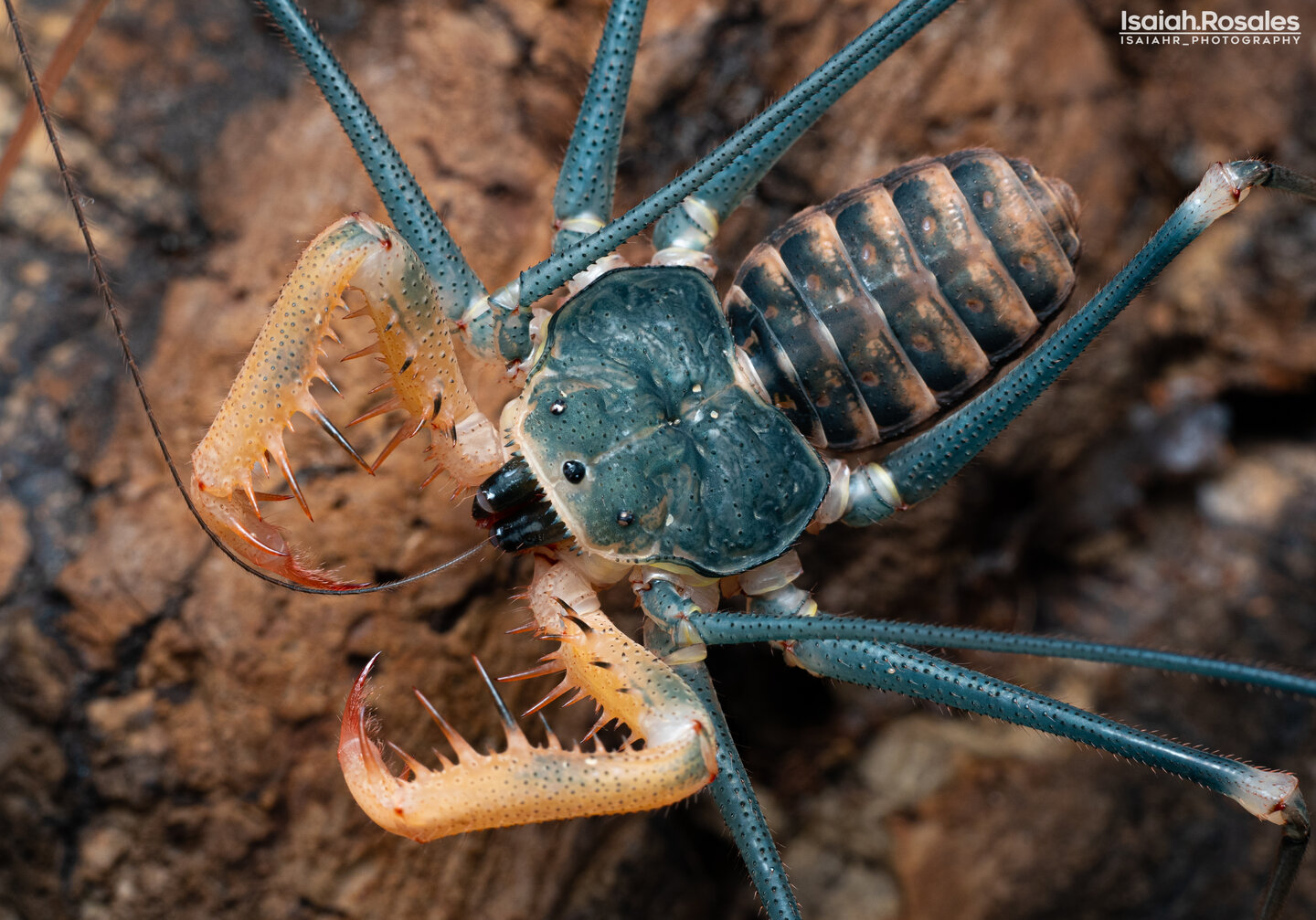 Acanthophrynus coronatus