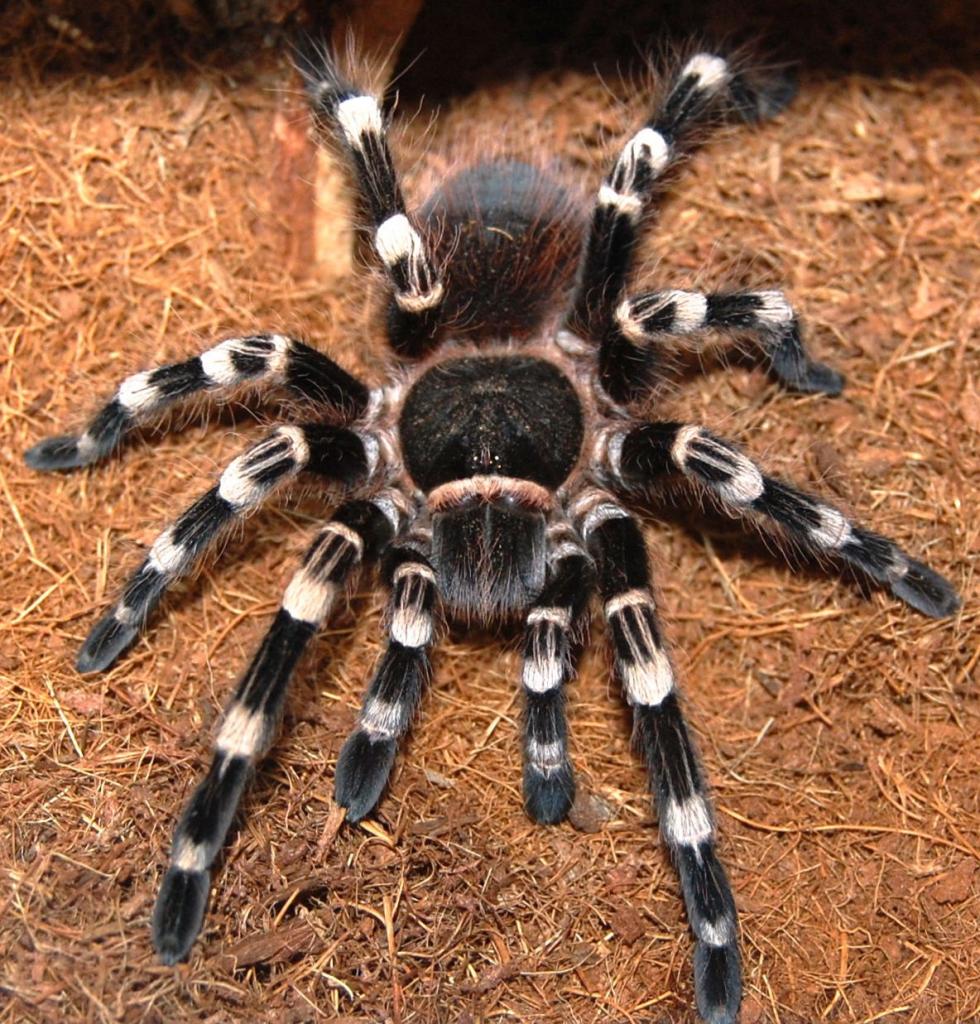 Acanthoscuria geniculata - Giant White Knee