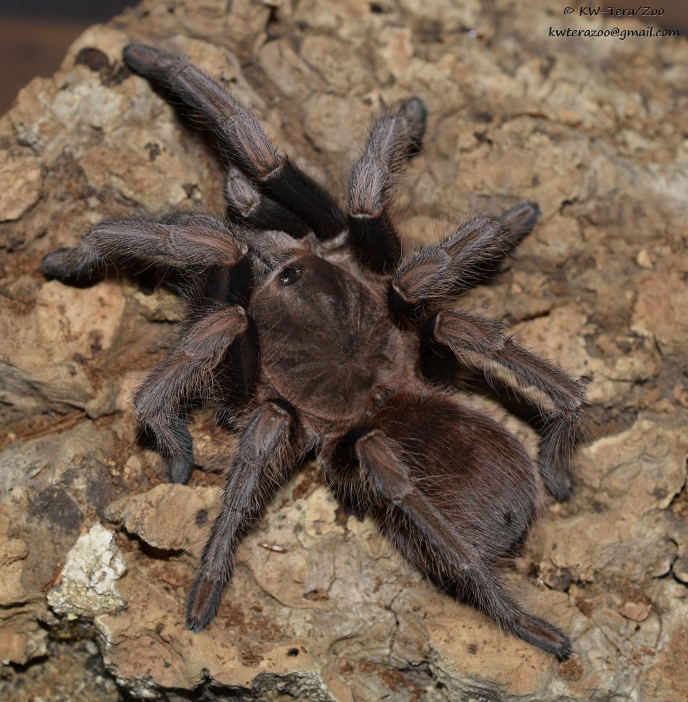 Acanthoscurria antillensis 0,1