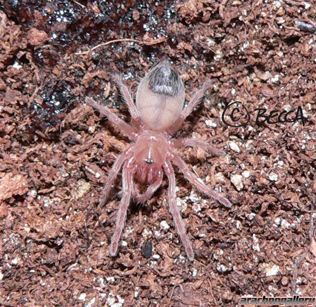 Acanthoscurria atrox