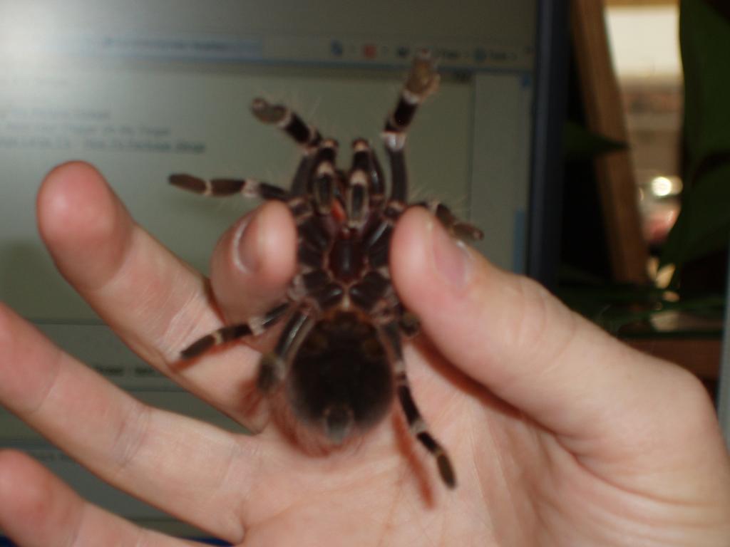 Acanthoscurria Brocklehersti ? Geniculata