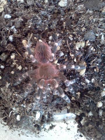 Acanthoscurria Brocklehursti/ Hannah