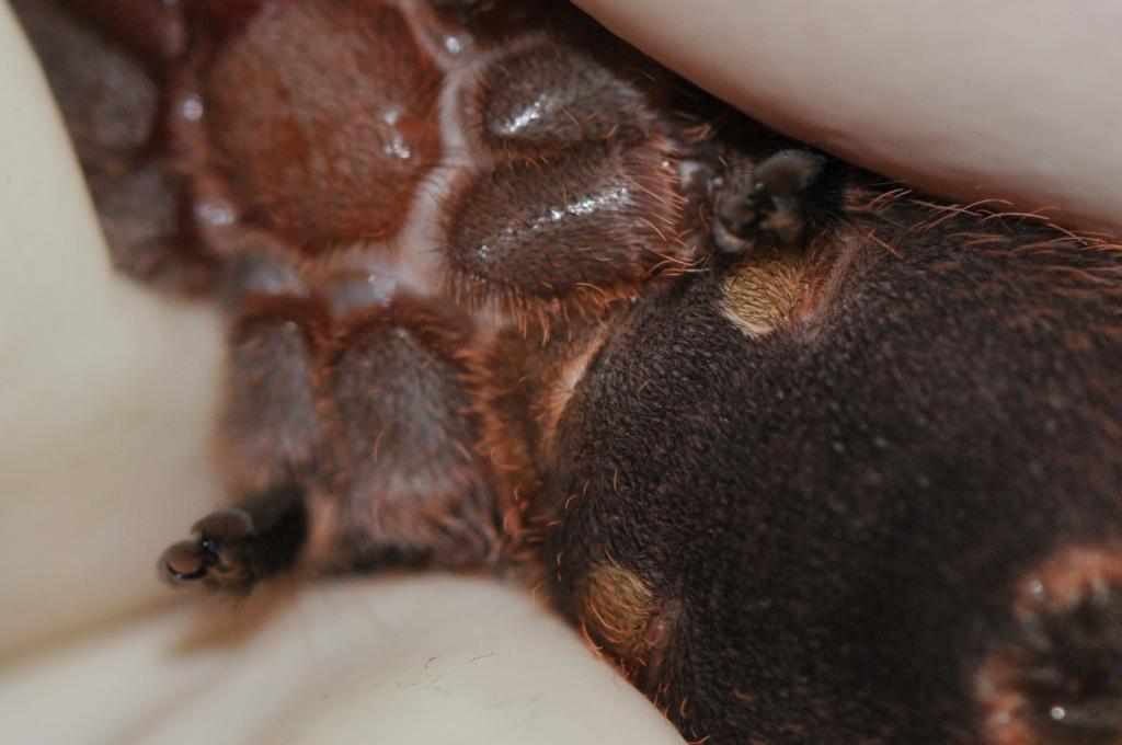 Acanthoscurria brocklehursti NO.1