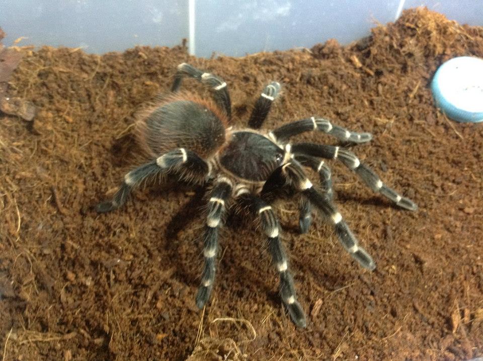 Acanthoscurria brocklehursti or geniculata?,