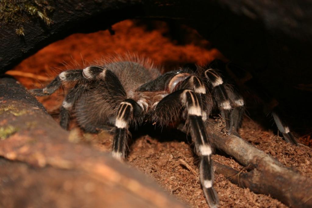 acanthoscurria brocklehursti