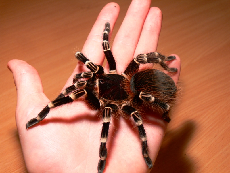 acanthoscurria brocklehursti