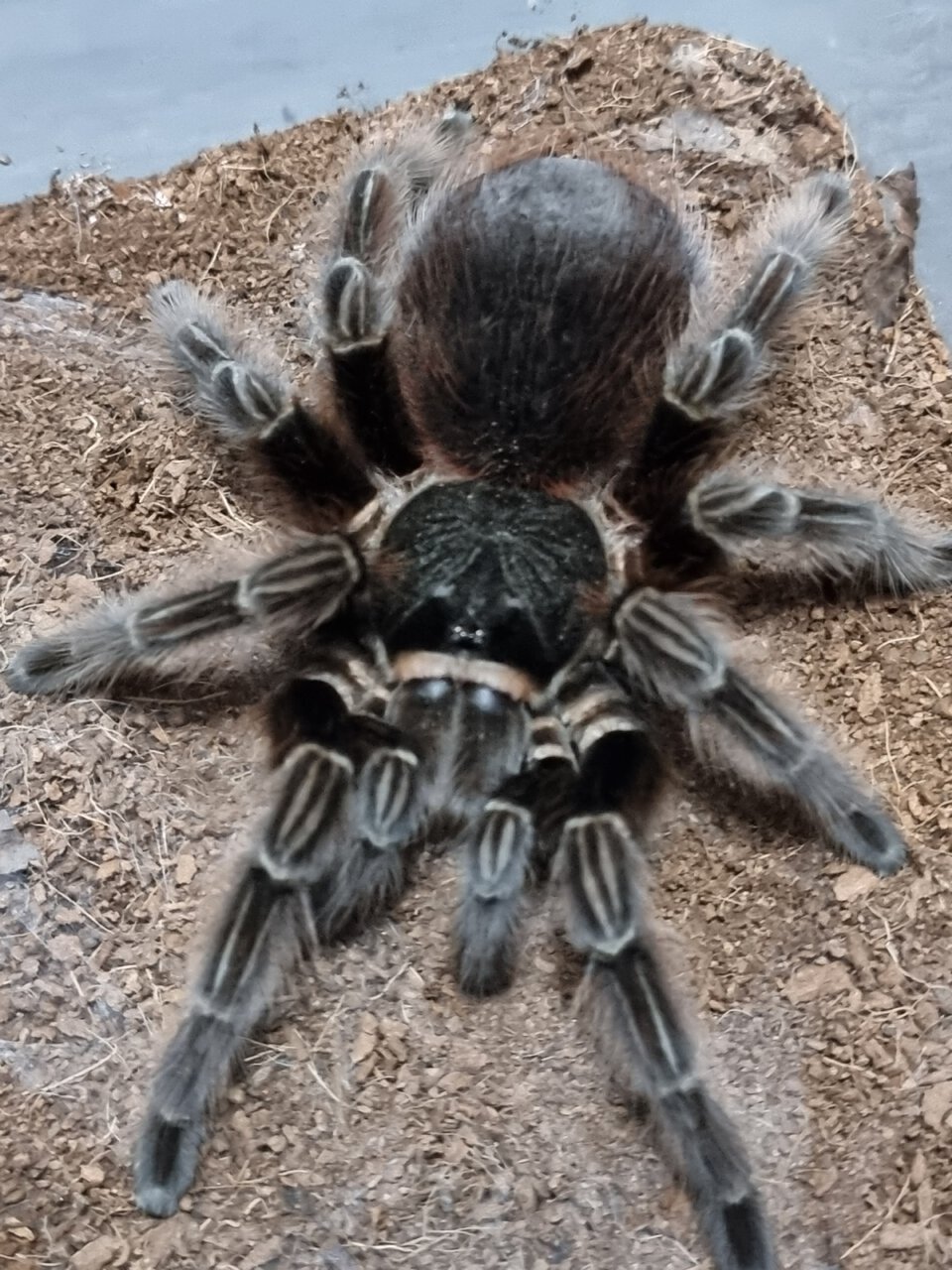 Acanthoscurria chacoana (aka sp. Red)