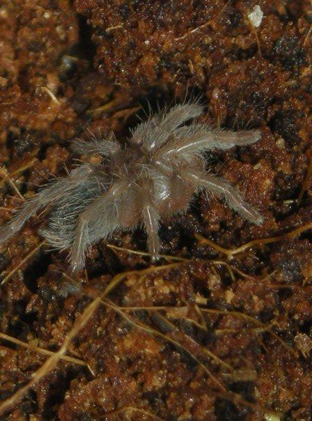 Acanthoscurria chacoana sling