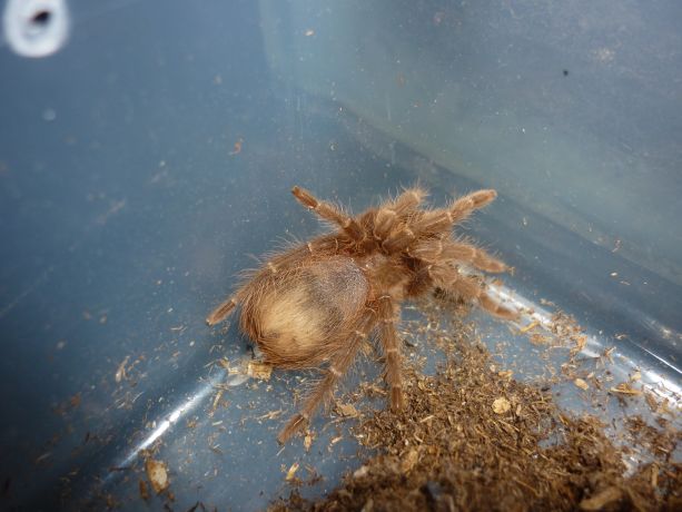 Acanthoscurria Chacoana