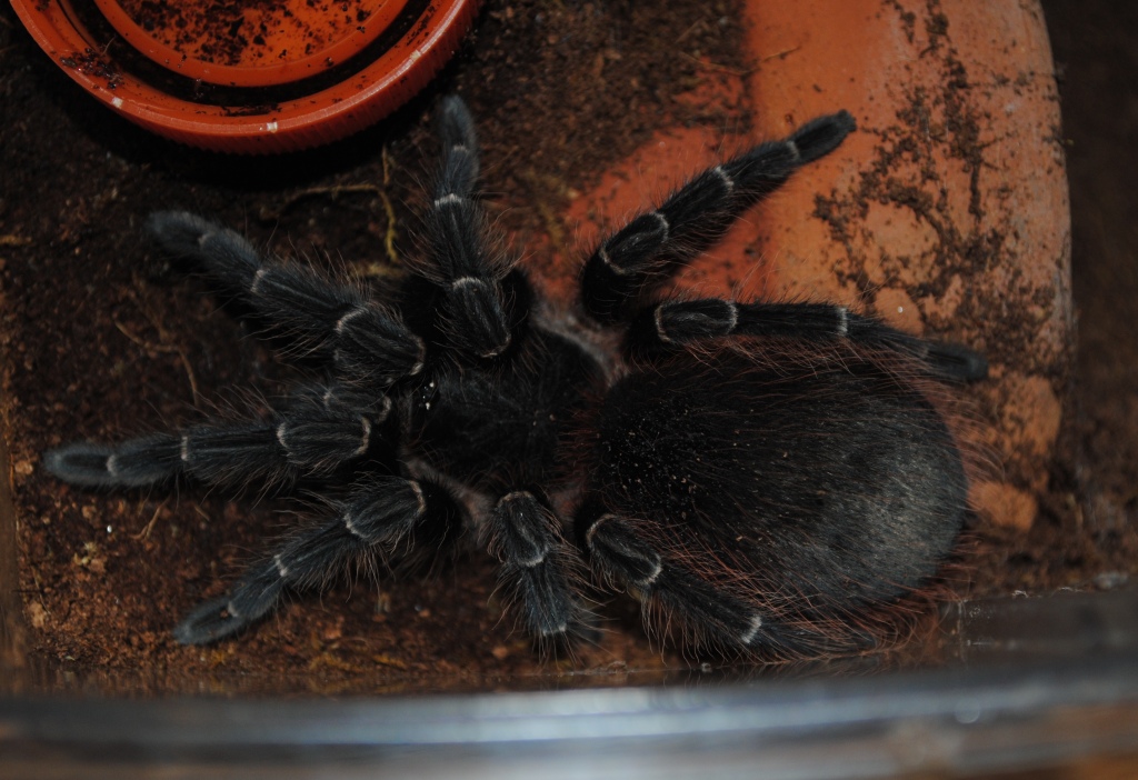 Acanthoscurria Chacoana