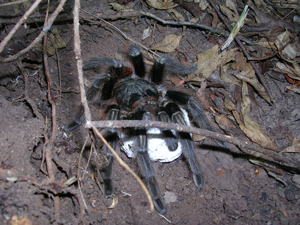 Acanthoscurria chacoana