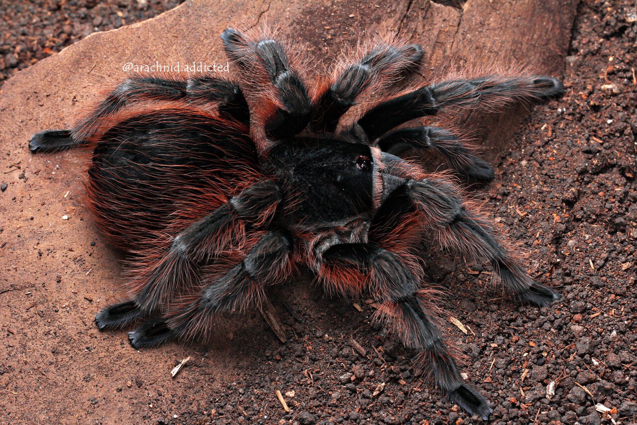 Acanthoscurria chacoana.