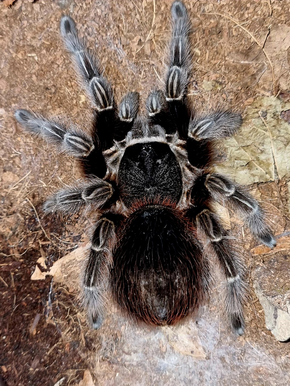 Acanthoscurria chacoana