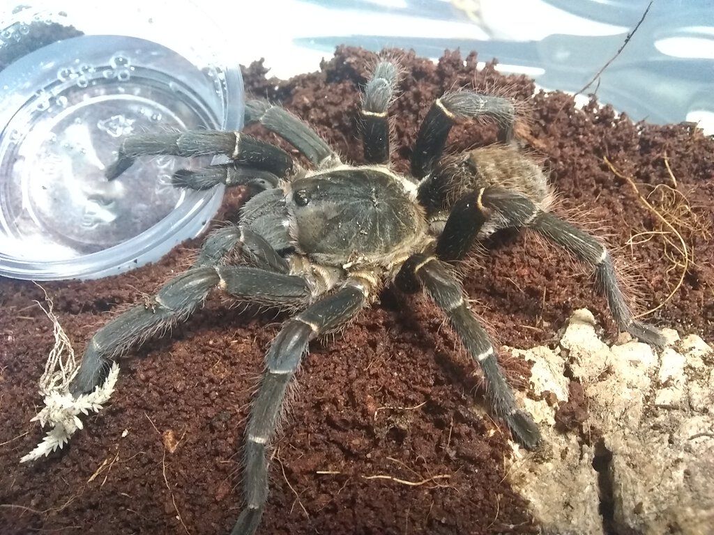 Acanthoscurria ferina?