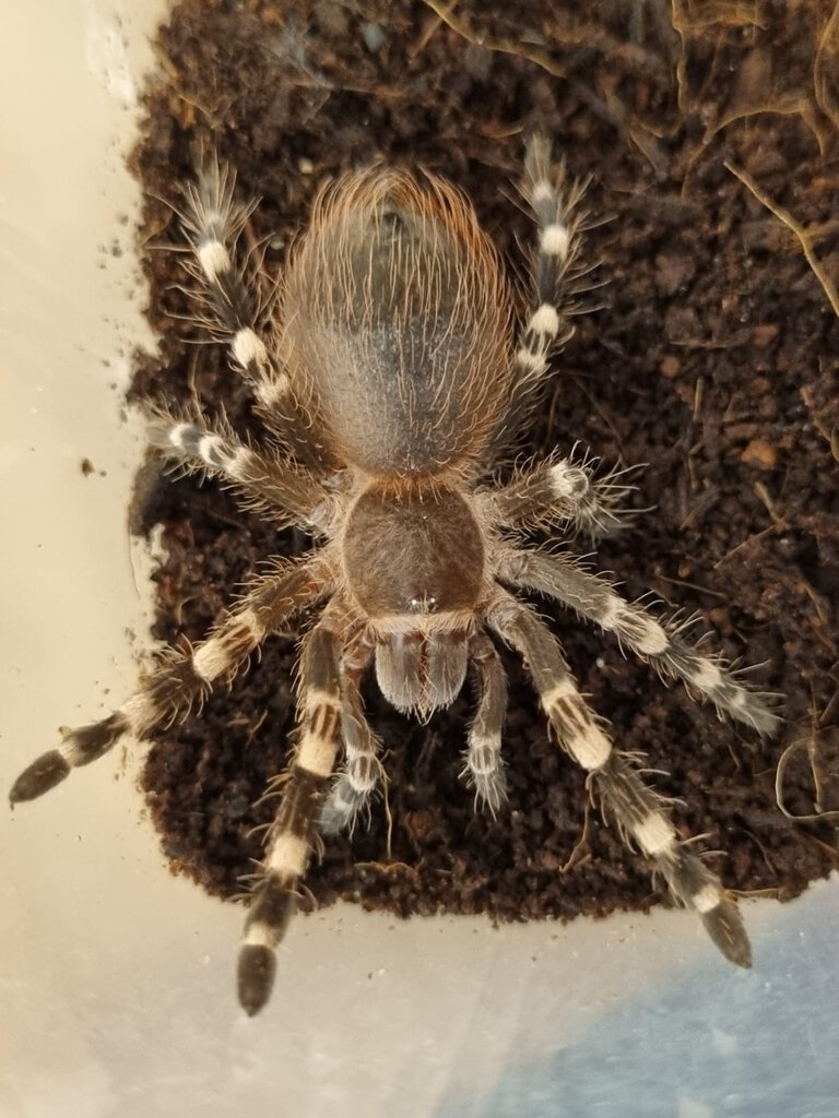 Acanthoscurria geniculata 0,1