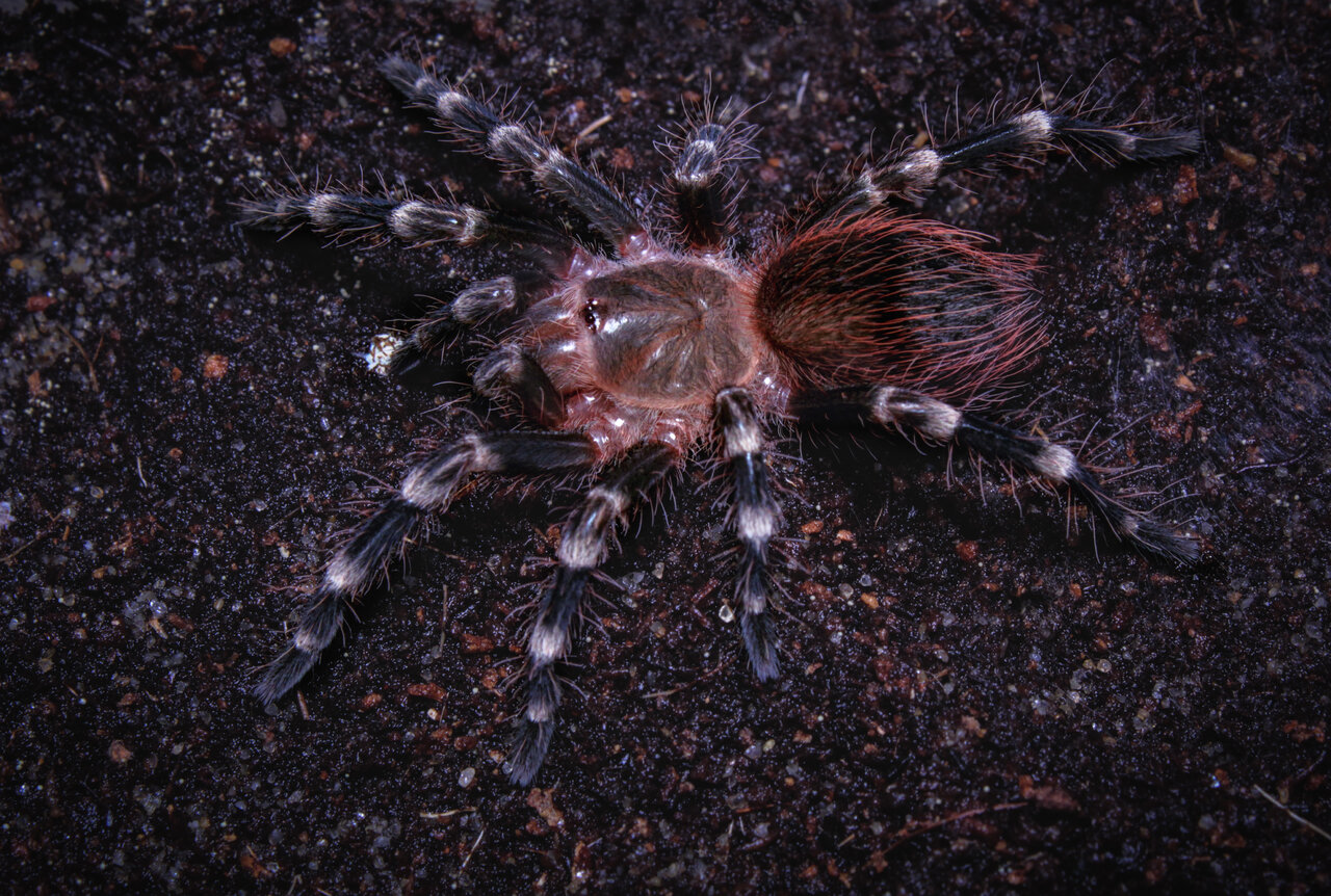 Acanthoscurria geniculata - 1.5 inch female