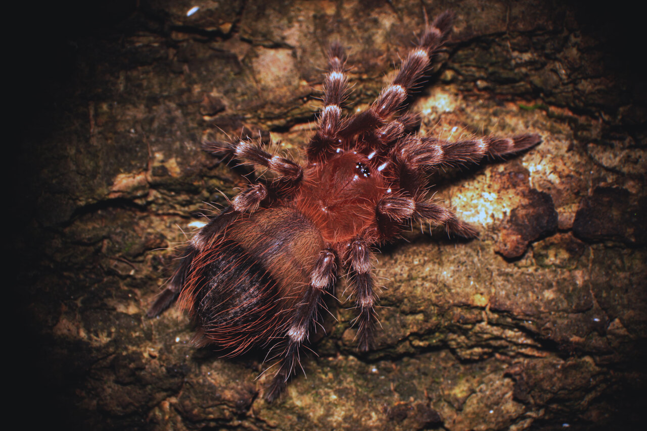 Acanthoscurria geniculata - 1 inch sling