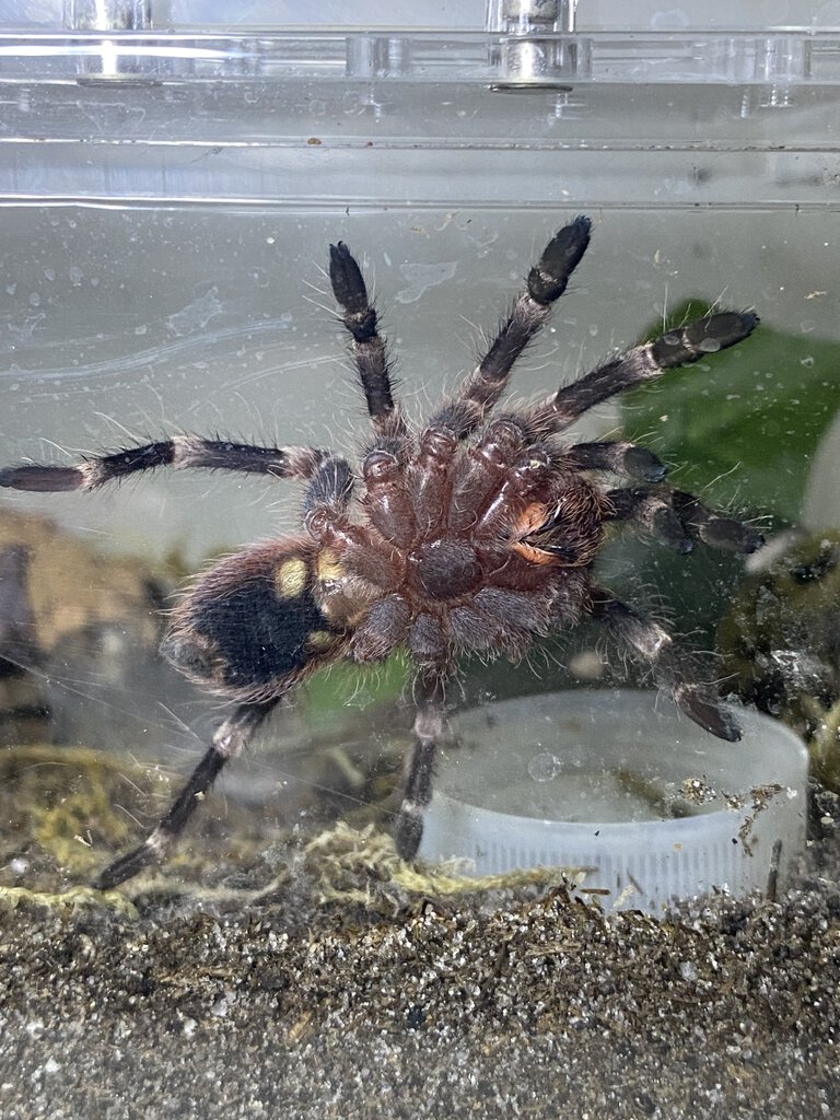 Acanthoscurria geniculata ~2.5 DLS