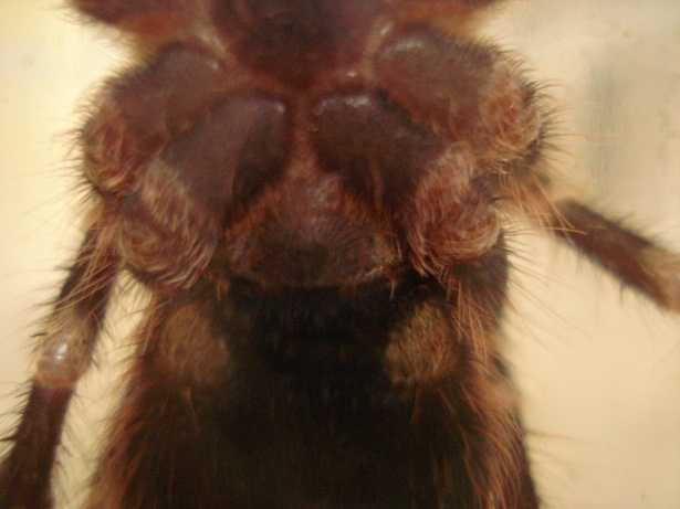 Acanthoscurria Geniculata 3 Inches Male Or Female