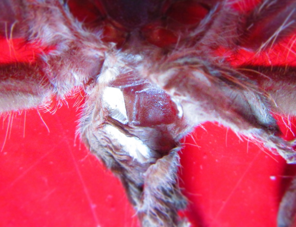 Acanthoscurria geniculata 3" molt