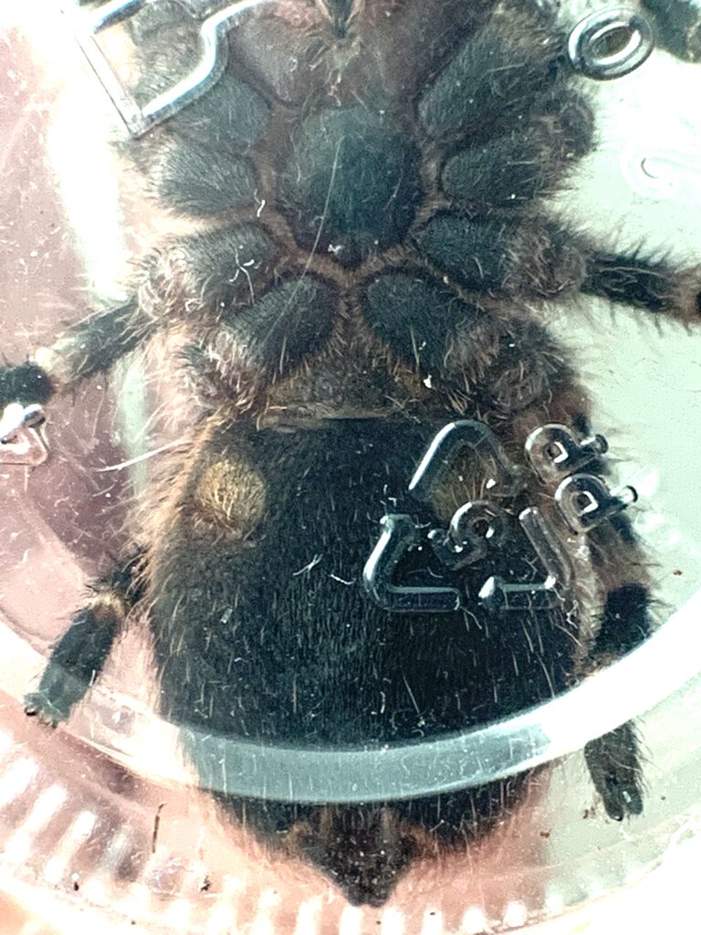 Acanthoscurria geniculata 4” DLS