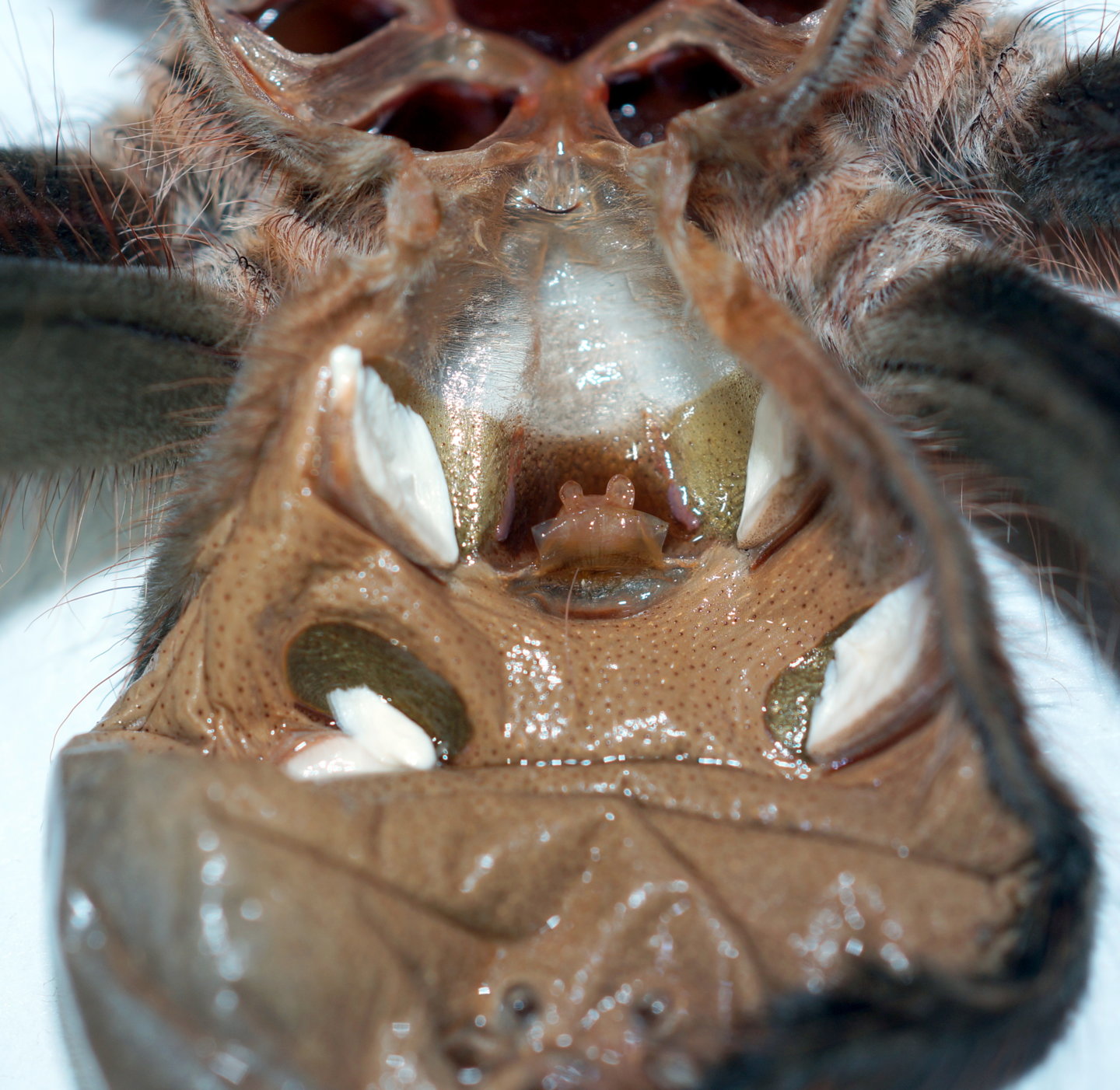 Acanthoscurria geniculata 5.5" Female