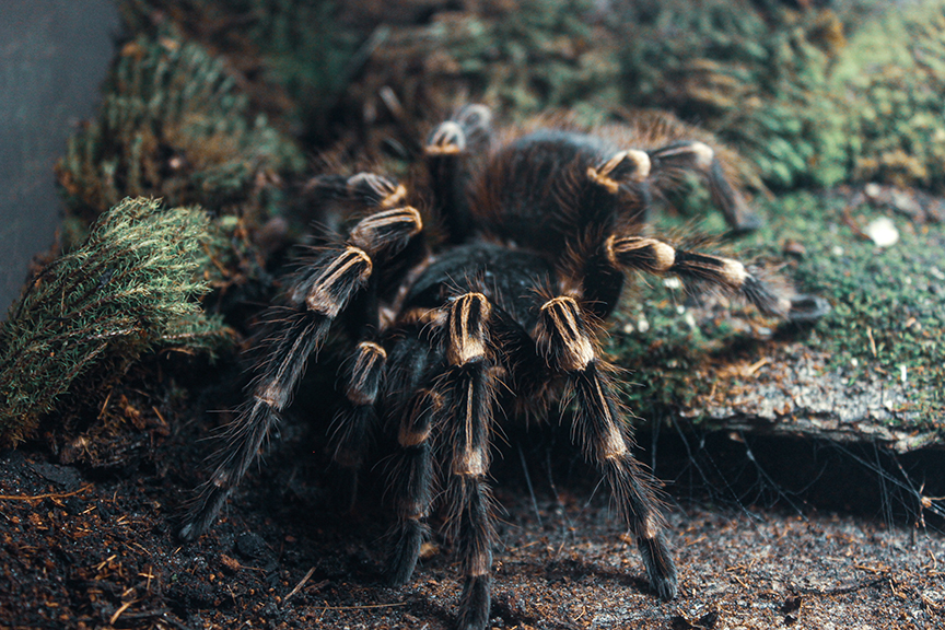 Acanthoscurria geniculata - adult female