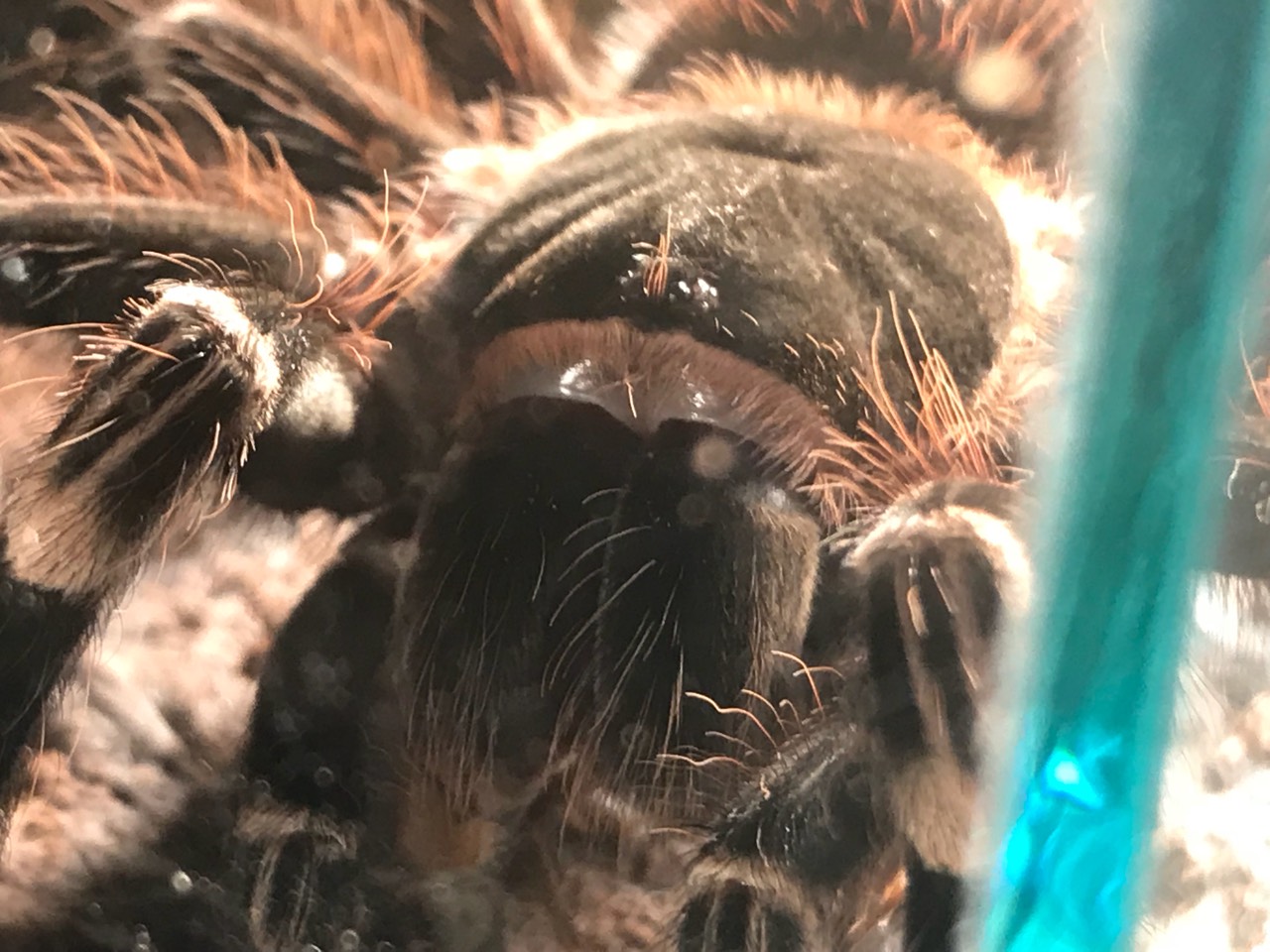 Acanthoscurria geniculata Enjoying a Cricket (2/3)