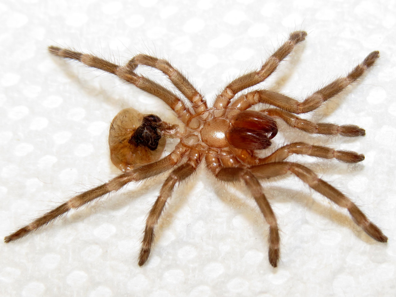 Acanthoscurria geniculata Exuviae (1.25")