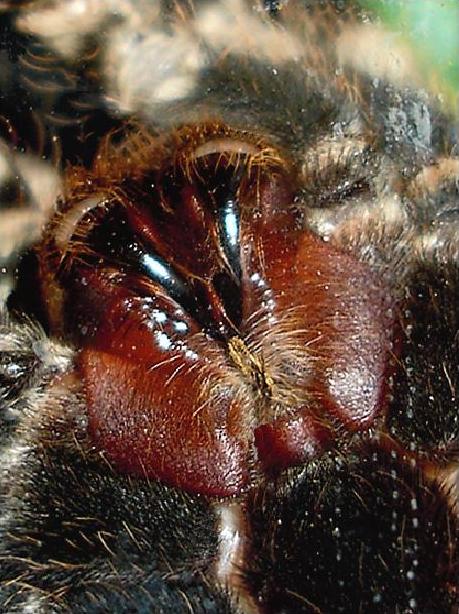 Acanthoscurria geniculata fangs