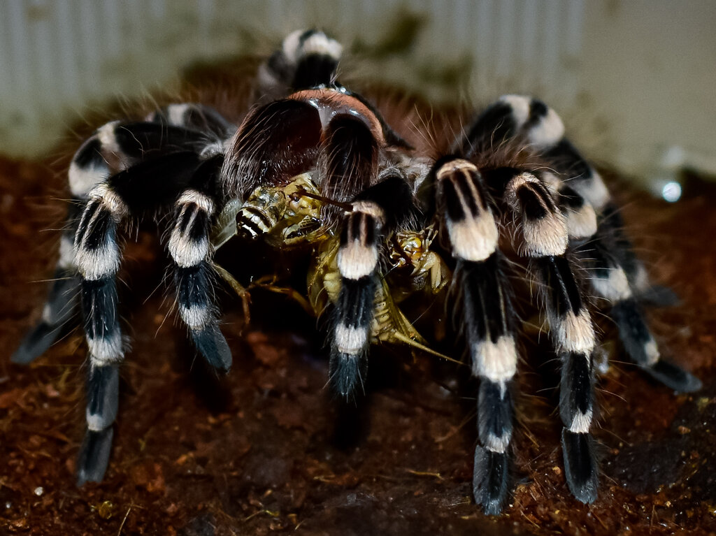 Acanthoscurria geniculata, female