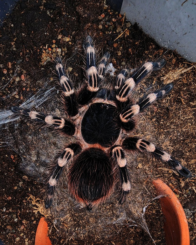 Acanthoscurria geniculata freshly molted