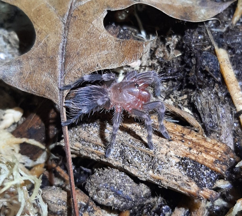 Acanthoscurria geniculata.jpg