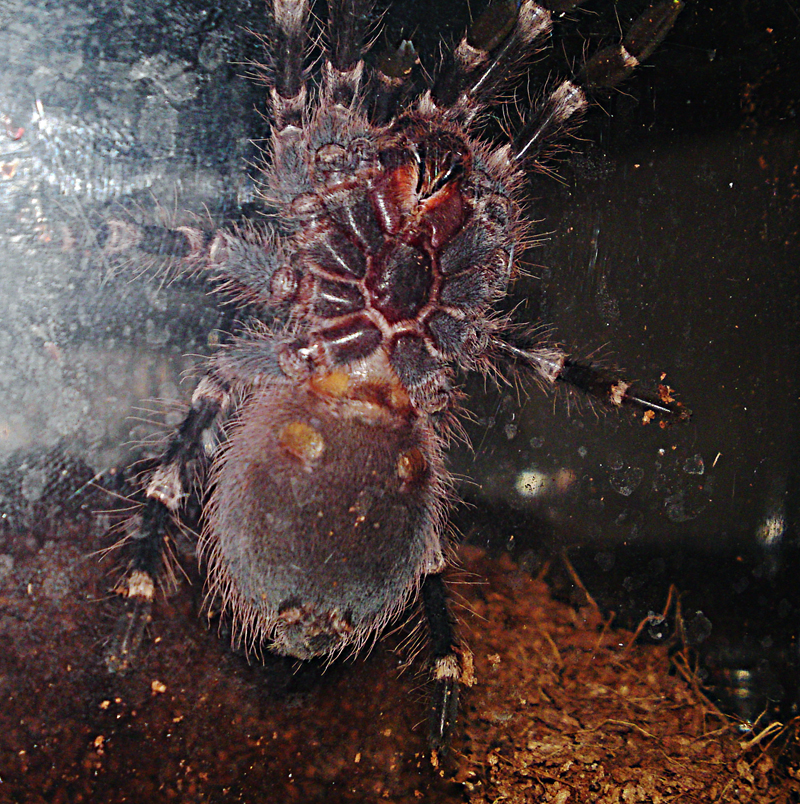 Acanthoscurria Geniculata Juvenile