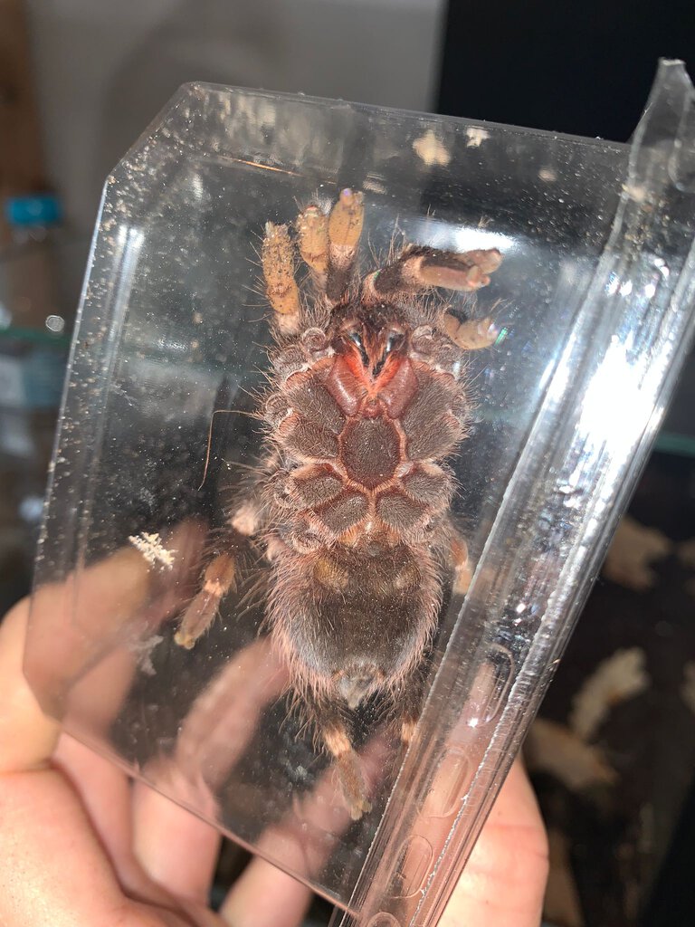 Acanthoscurria geniculata juvenile