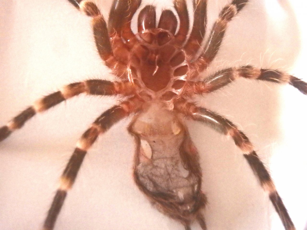 Acanthoscurria geniculata juvie