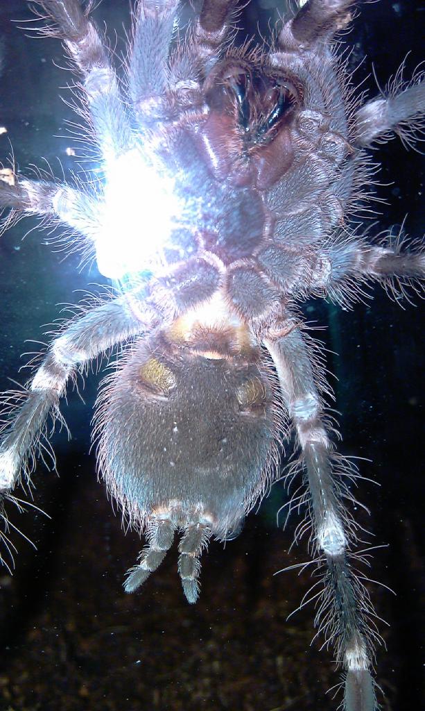 Acanthoscurria Geniculata Male Or Female?