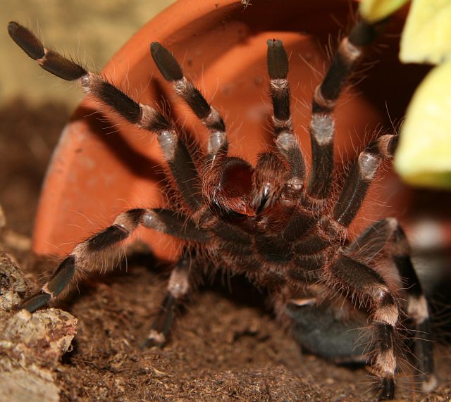 Acanthoscurria geniculata Male ore Female?