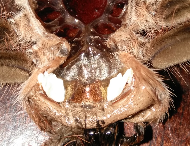 Acanthoscurria geniculata [molt sexing]