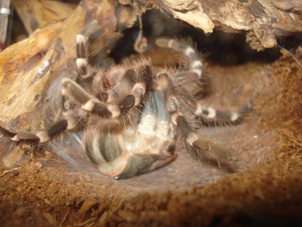 acanthoscurria geniculata moulting