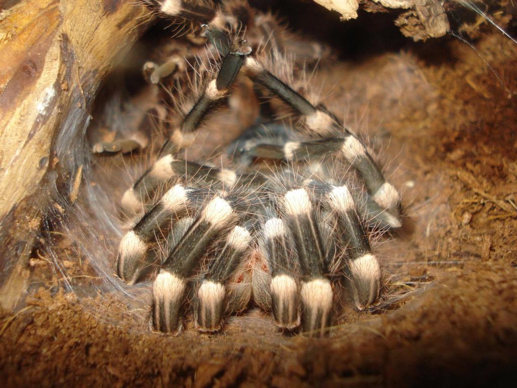 acanthoscurria geniculata moulting