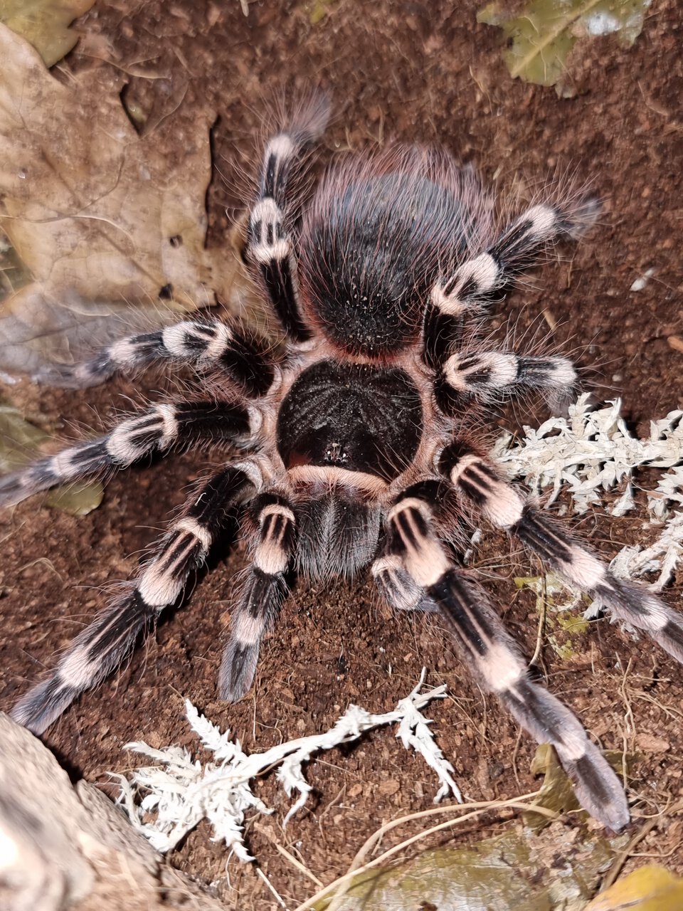 Acanthoscurria geniculata SAF